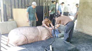 New lease of life for sick rhino